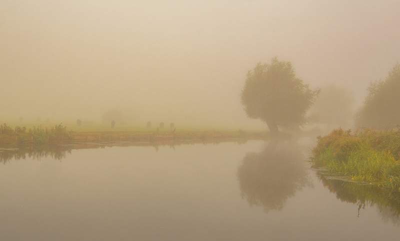 Cattle in the mist_Peter Smith.jpg